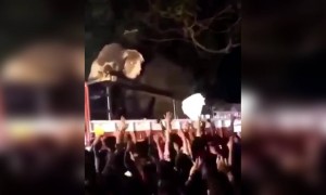 ആനയുടെ കിടിലൻ ഡാൻസ്