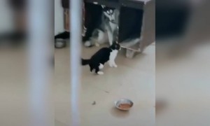 ഇങ്ങനെ പേടിക്കല്ലടാ, പട്ടികളുടെ വില കളയാൻ