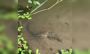 ചെമ്മീൻ സ്വന്തമായി തൊലിപൊളിക്കുന്ന വീഡിയോ