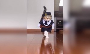 ഇതാണ് ശരിക്കും ക്യാറ്റ് വാക്