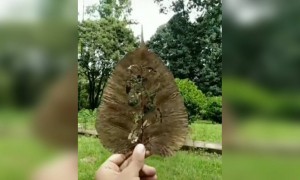 ഇലയിൽ തീർത്ത വിസ്മയം