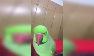 അയ്യോ തത്തമ്മ പാടുമോ ?