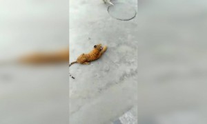 പാവം പട്ടി, ഇങ്ങനെയൊക്കെ ചെയ്യാമോ ?