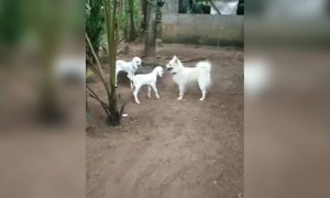 ഇതാണോ മറിയേടെ അമ്മേടെ ആട്ടിൻകുട്ടി