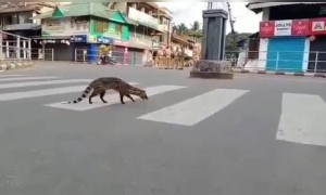 ഇത് എന്ത് ജീവിയാണ് ?