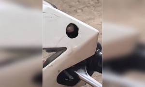 അയ്യോ പാമ്പ്, വണ്ടിയൊക്കെ എടുക്കുമ്പോൾ ശ്രദ്ധിക്കുക