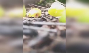 വായിൽ കപ്പലോടും !