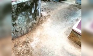 സുൽത്താൻ മുങ്ങി !