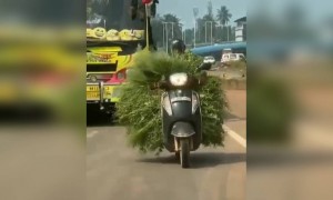 ഒരു കാട് ഇളകി വരുന്നുണ്ടല്ലോ