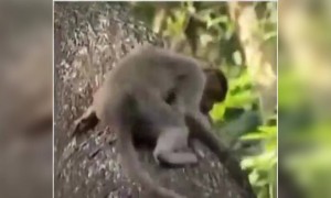 കുരങ്ങന്മാരും പട്ടിണി കിടക്കില്ല !