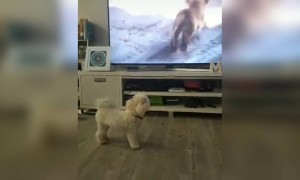 ഇങ്ങനെ പേടിക്കല്ലേടാ, പട്ടികളുടെ വില കളയാൻ !