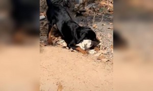 നിന്നെ ഞാനിന്ന് കൊല്ലുമെടാ കുരുത്തംകെട്ടവനെ !