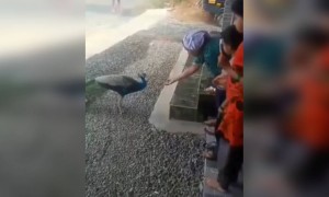 ആരും പട്ടിണി കിടക്കില്ല, മലയാളി പൊളിയല്ലേ !