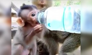 പട്ടിണി കിടന്നിട്ടുണ്ടോ ?