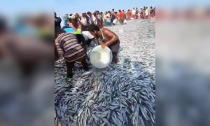 ചാകര ആണല്ലോ മക്കളെ