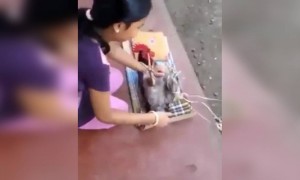 കോഴിയെ കിടത്തി ഉറക്കി !