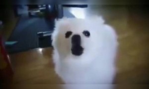 ശവപ്പെട്ടി ടീമിന് പുതിയ മ്യൂസിക് കിട്ടിയല്ലോ !