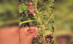 നൊസ്റ്റാൾജിയ !!!.