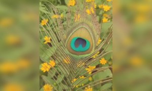 വിഷു ദിനാശംസകൾ !!