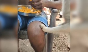 ആഹാ ! ആരാ ഈ ചക്ക തിന്നുന്നത് !