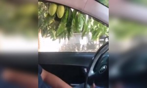 മാങ്ങാ കള്ളൻ !