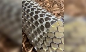 പാമ്പ് പടം പൊഴിക്കുന്നത് കണ്ടിട്ടുണ്ടോ !