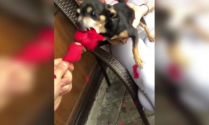 പൂവ് എനിക്ക് അലർജിയാണ് മിസ്റ്റർ