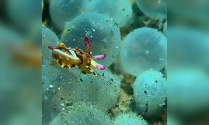 ഇതുപോലെ ഒരു കാഴ്ച നിങ്ങൾ കണ്ടിട്ടുണ്ടോ !