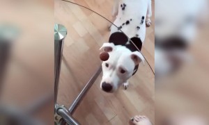 പാവത്തിനെ പറ്റിച്ചു !