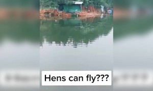 ഒരു കോഴി അല്ലെ ആ പറന്ന് പോയത് !