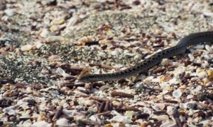 ഹോ രക്ഷപ്പെട്ടു, കണ്ടിട്ട് എനിക്ക് ടെൻഷനായി !