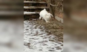 അടിപൊളി ചാട്ടം തന്നെ !