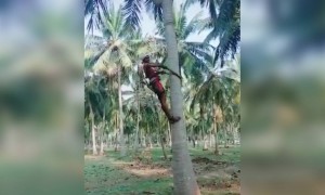 ഇതുപോലെ ഒരു തെങ്ങ് കണ്ടിട്ടുണ്ടോ ?