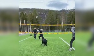 വോളിബോൾ കളിക്കാനൊക്കെ അറിയാമോ !