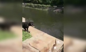 പട്ടിയെ ഒന്ന് പറ്റിച്ചതാ പക്ഷെ അതിന്റെ സ്നേഹം കണ്ടോ !