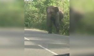 ആന; ഓഹ് ജസ്റ്റ് മിസ്സ് !