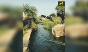 ഇതല്ല ഇതിനപ്പുറം ചാടിക്കടക്കും !