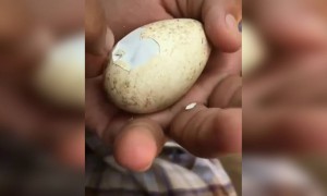 സൗണ്ട് കേട്ട് മുട്ട പൊട്ടിച്ചപ്പോൾ !