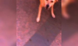 പേടിക്കണ്ട ഓടിക്കോ !