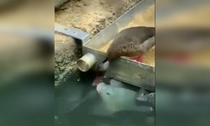 മീനുകൾക്ക് ആഹാരം കൊടുക്കുന്ന താറാവ് !