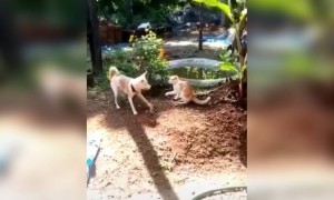 പട്ടി കൊള്ളാല്ലോ !!