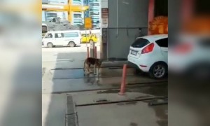 പട്ടി; ആഹാ നല്ല സുഖമുണ്ട് !