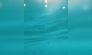 ഡോൾഫിൻ !!!