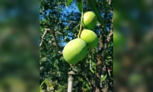 നൊസ്റ്റാൾജിയ !!