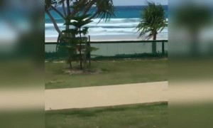 പട്ടി ആത്മഹത്യ ചെയ്തതാണോ ?.