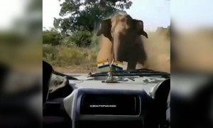 ഒന്ന് പേടിപ്പിക്കാൻ നോക്കിയതാ !