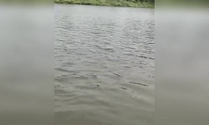 ഓഹ് കിടിലൻ മീനാണല്ലോ ചേട്ടാ !!