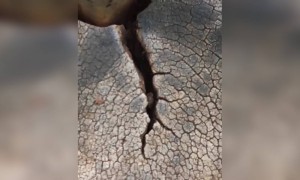 ഇത് നിങ്ങൾ ഉദ്ദേശിച്ച സാധനമല്ല !