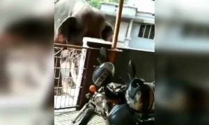 ആന മുഴുവൻ സീനാക്കിയല്ലോ !