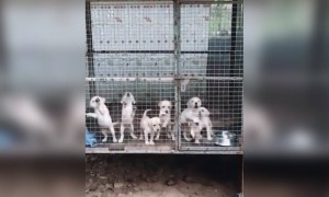 മിണ്ടാതിരിക്കാൻ പറഞ്ഞാൽ അവരു കേൾക്കുവോ !!